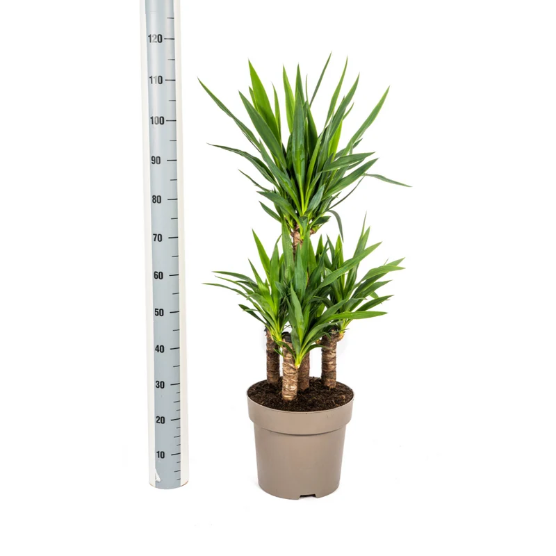 Yucca Elephantipes