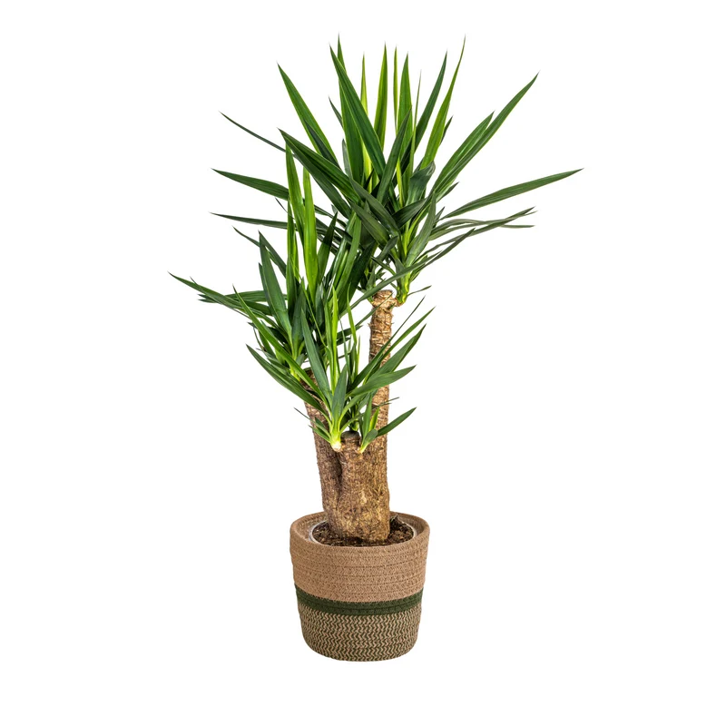 Yucca Elephantipes Vertakt met mand
