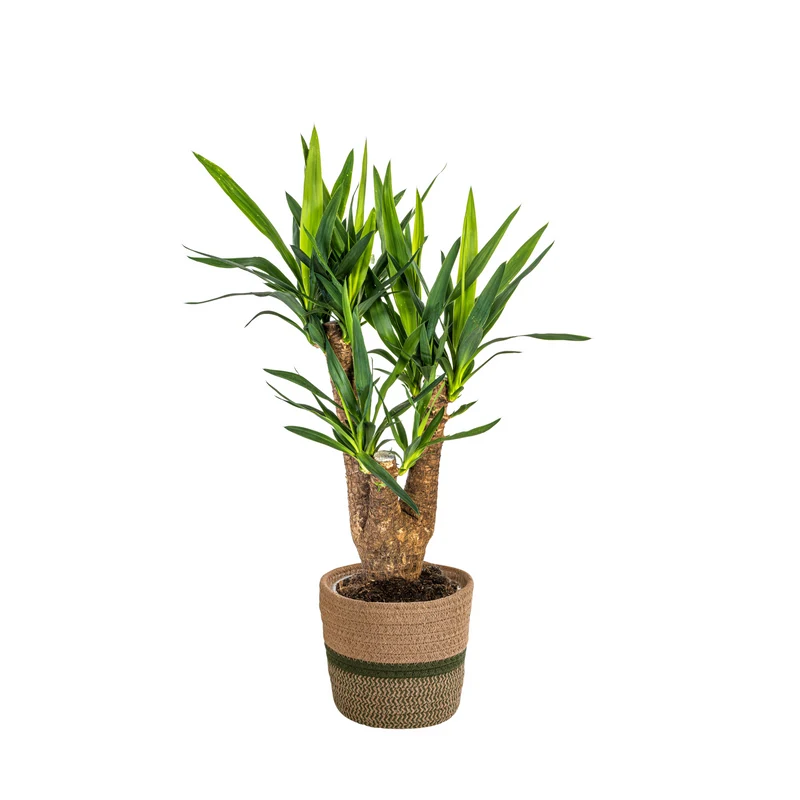 Yucca Elephantipes Vertakt met mand