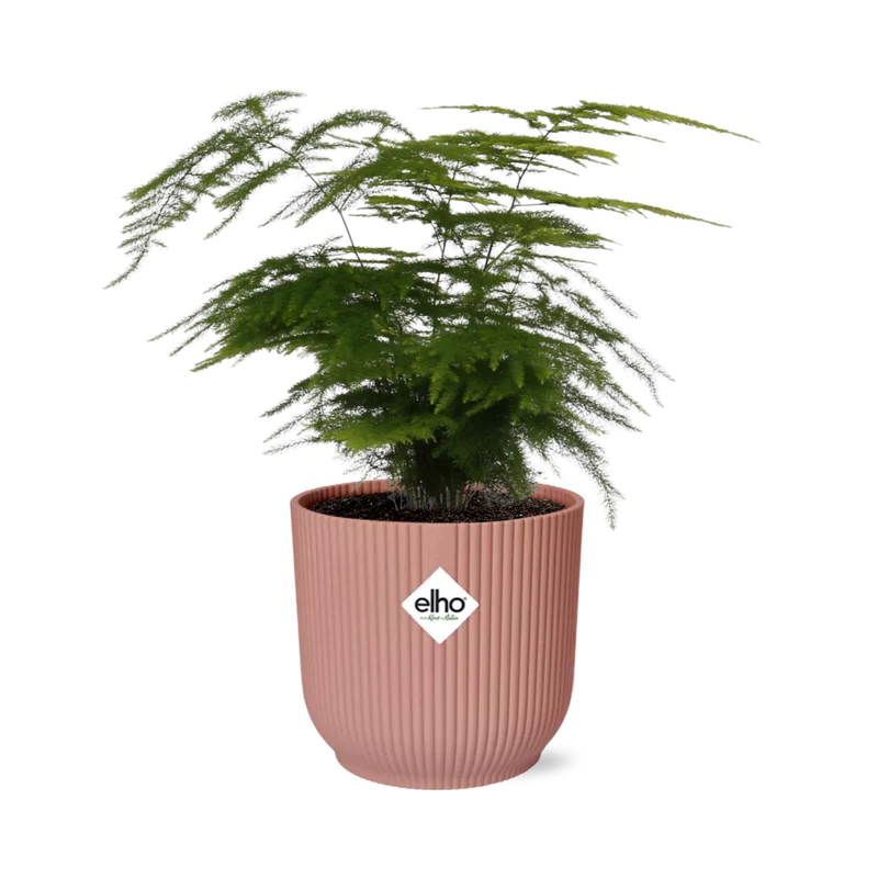 Asparagus Setaceus ‘Plumosus’ in ELHO Vibes Fold 14cm roze