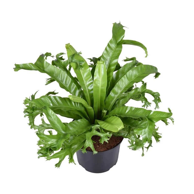 Asplenium Nidus Crissie