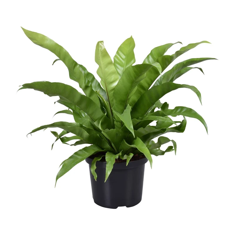 Asplenium Antiquum