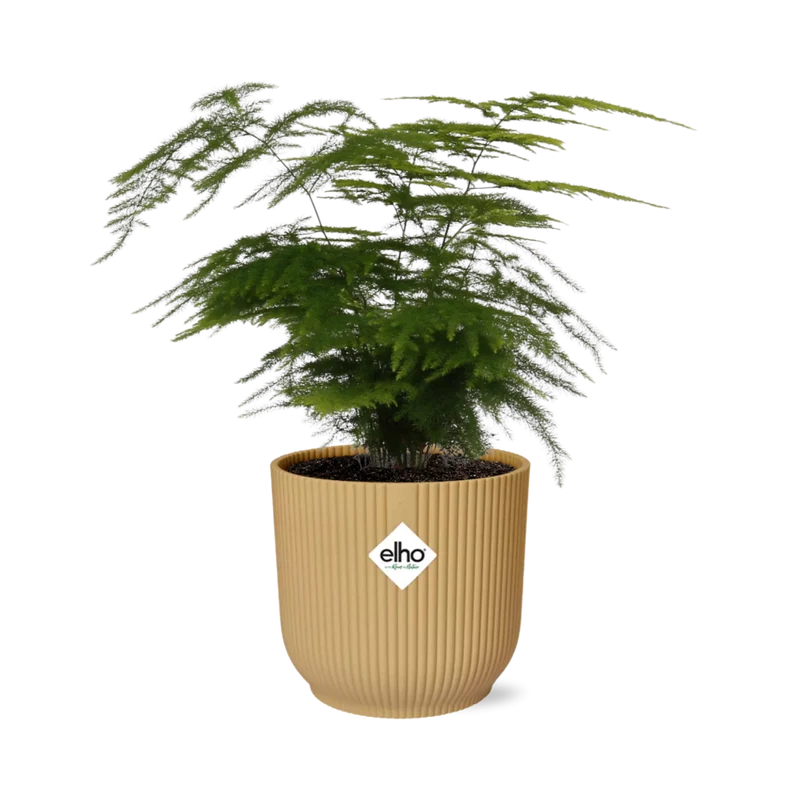 Asparagus Setaceus ‘Plumosus’ in ELHO Vibes Fold 14cm geel