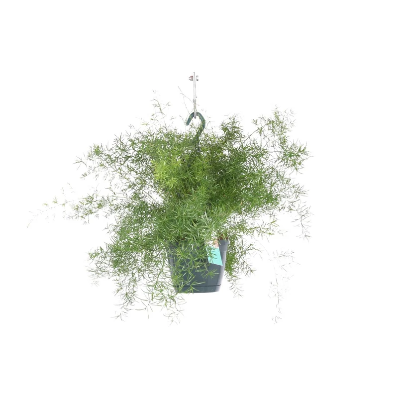 Asparagus Sprengeri Hang
