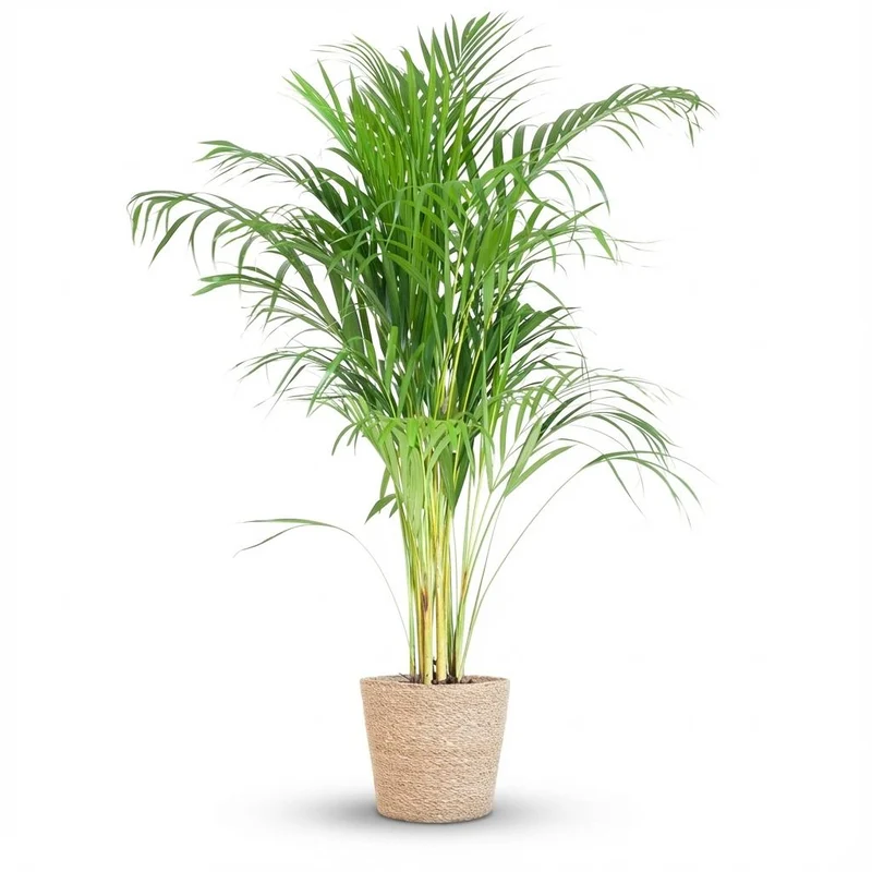 Areca Palm (Dypsis) met Zeegras mand naturel