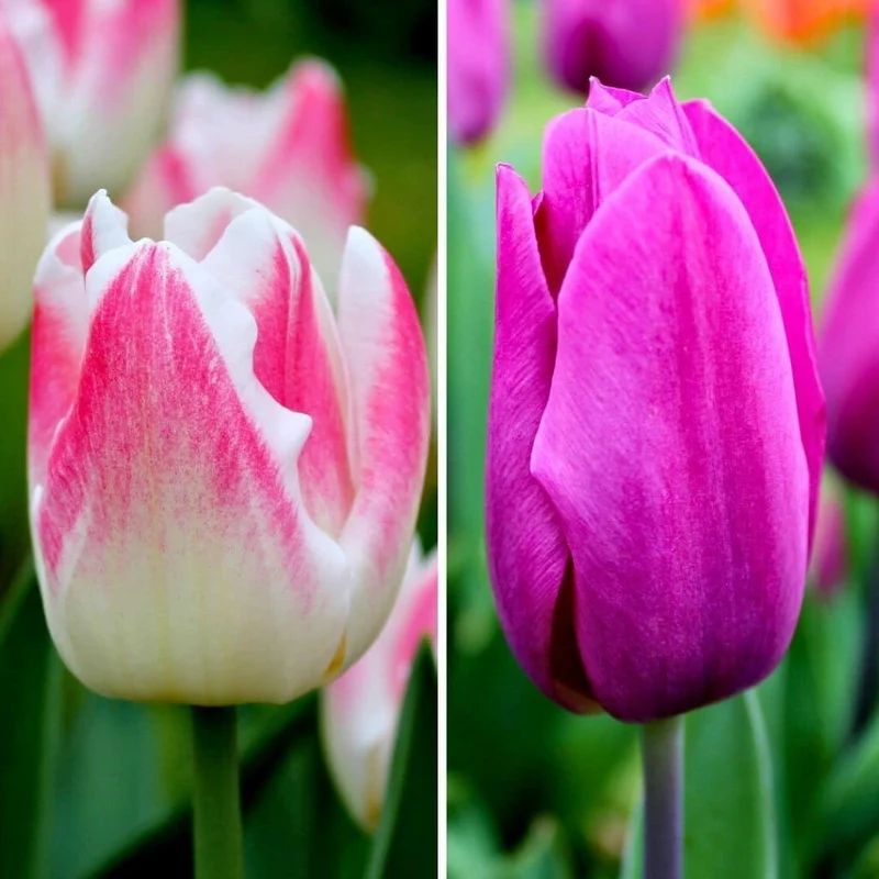 Appie's best tulpenmix, 30 bloembollen, maat 12+