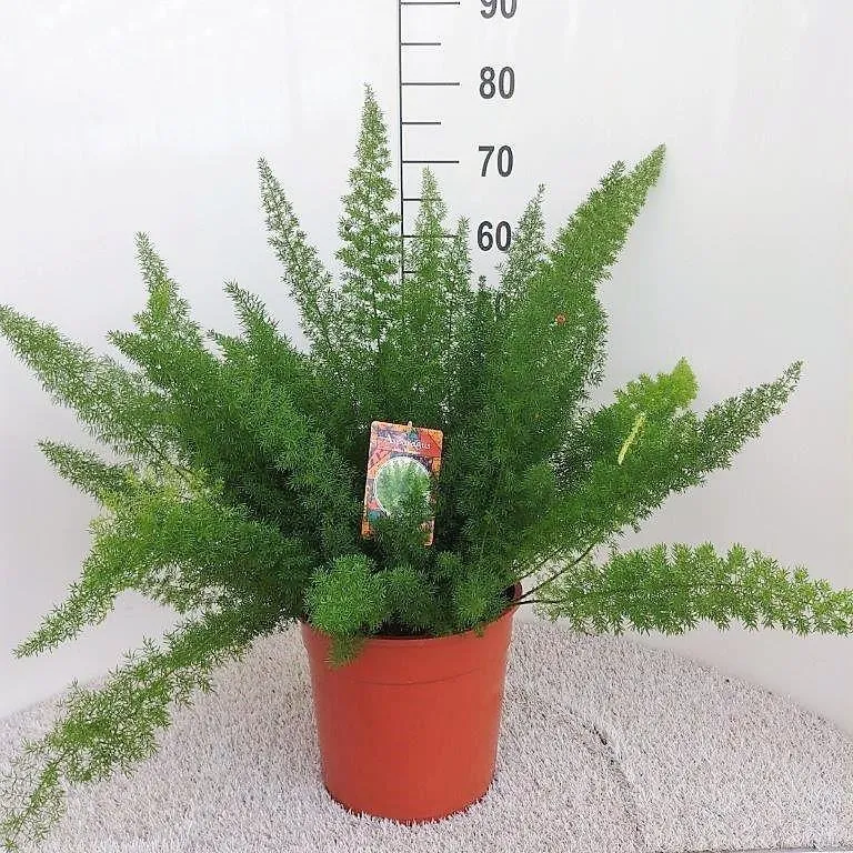 Asparagus D. Meyers