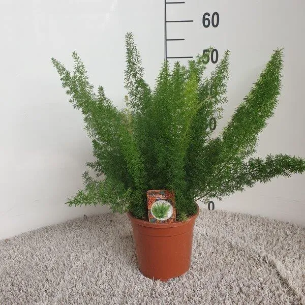 Asparagus D. Meyers