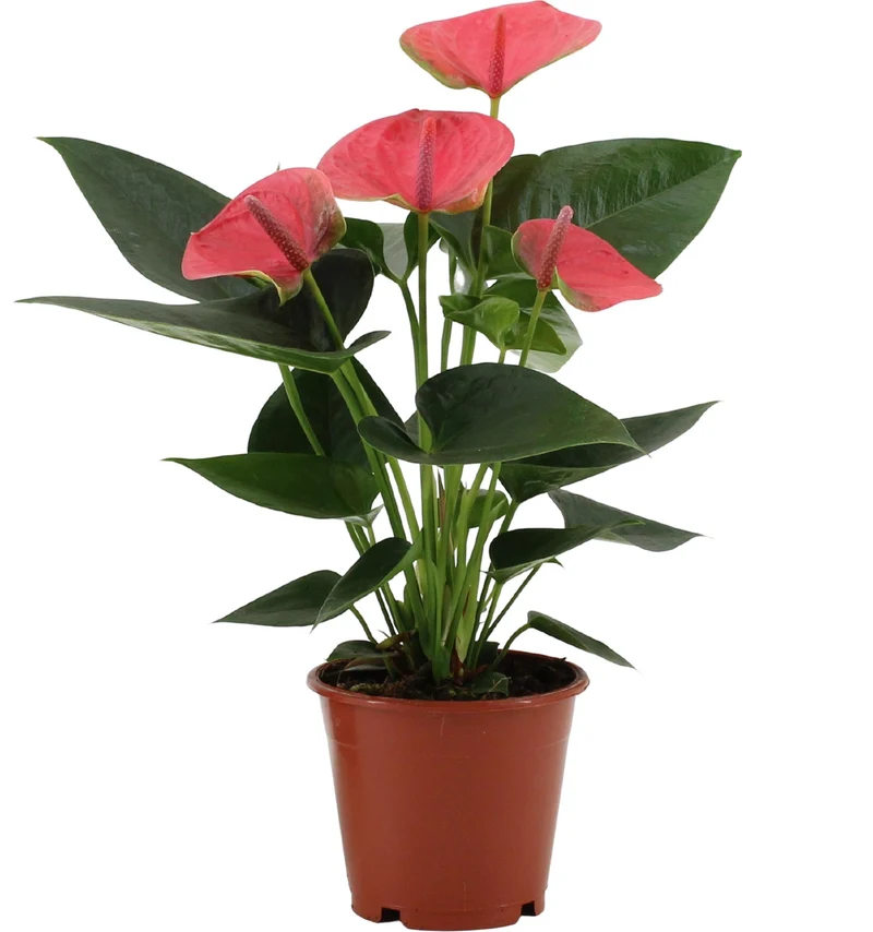 Anthurium Sweet Dream In Transparant Sleeve