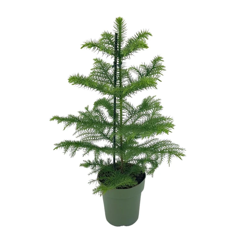 Araucaria Heterophylla