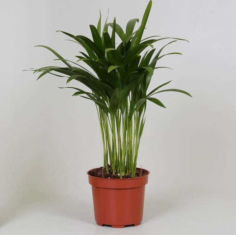Areca Dypsis
