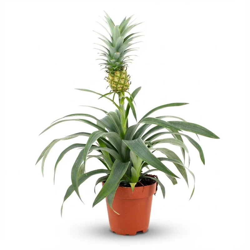 Ananasplant Mi Amigo