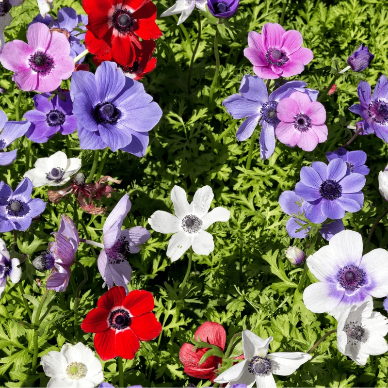 Anemonen enkel 30 stuks