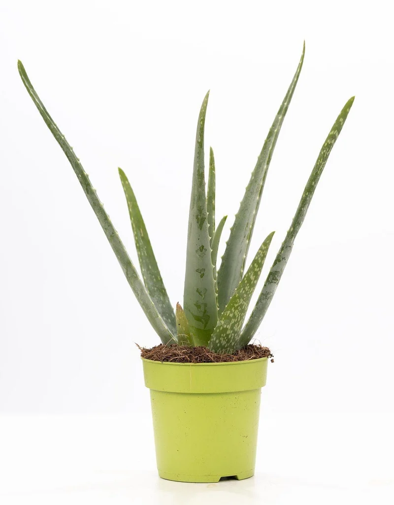Aloe Vera P&PURE Collection