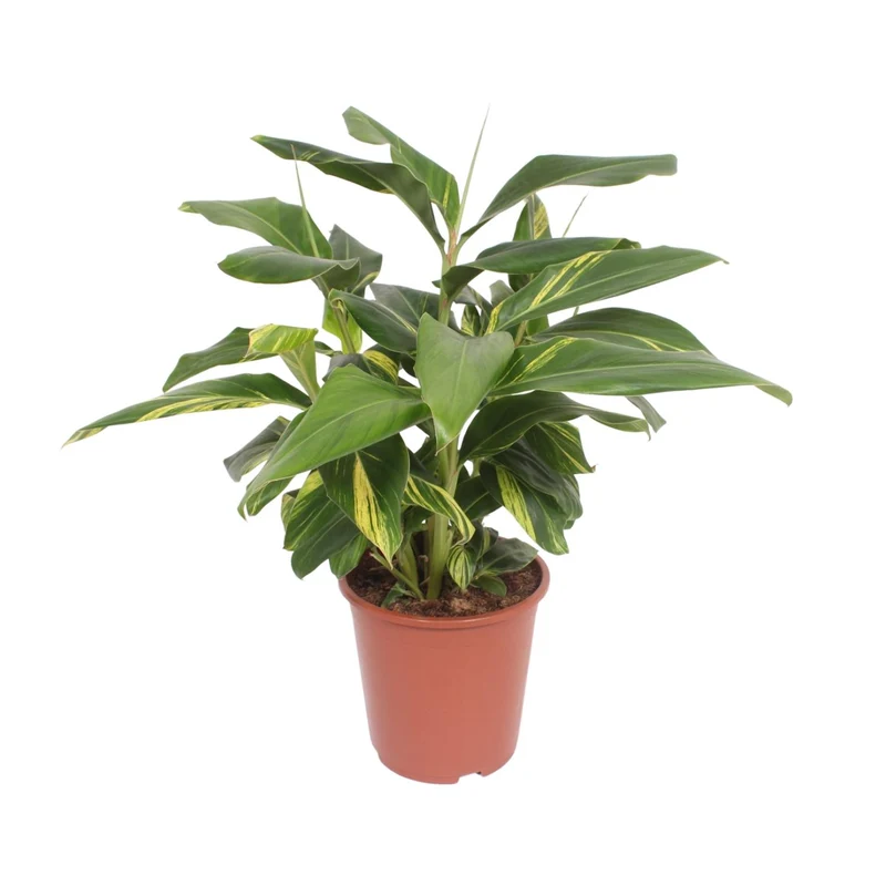 Alpinia Zerumbet Variegata