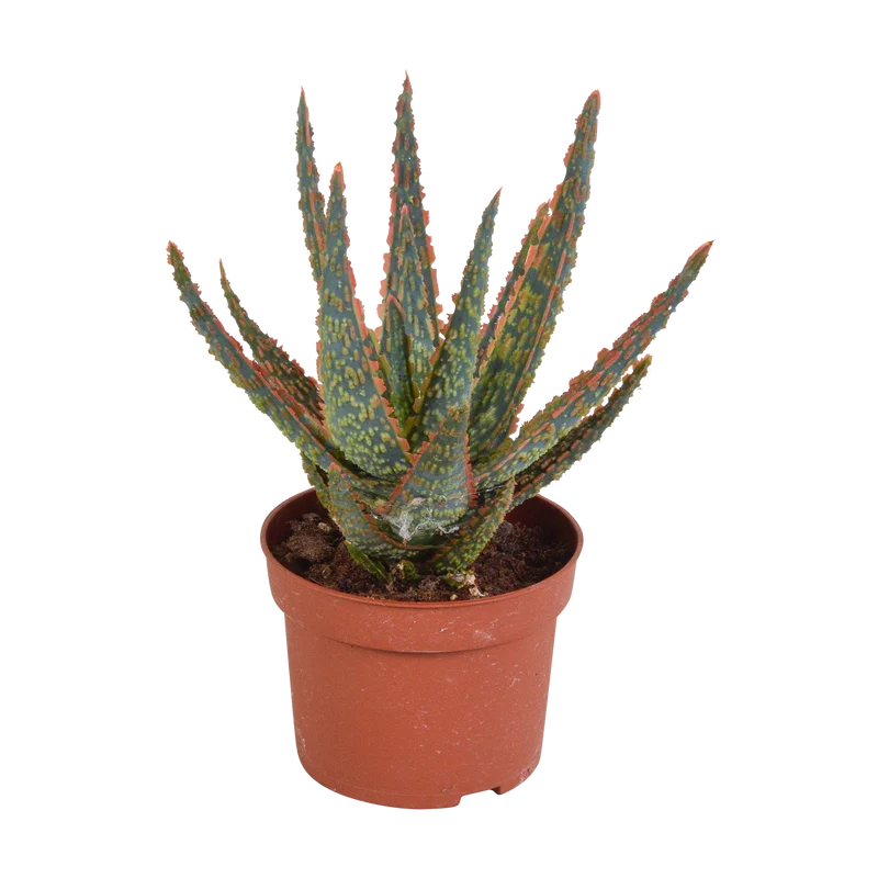 Aloë zebrina Dannyz