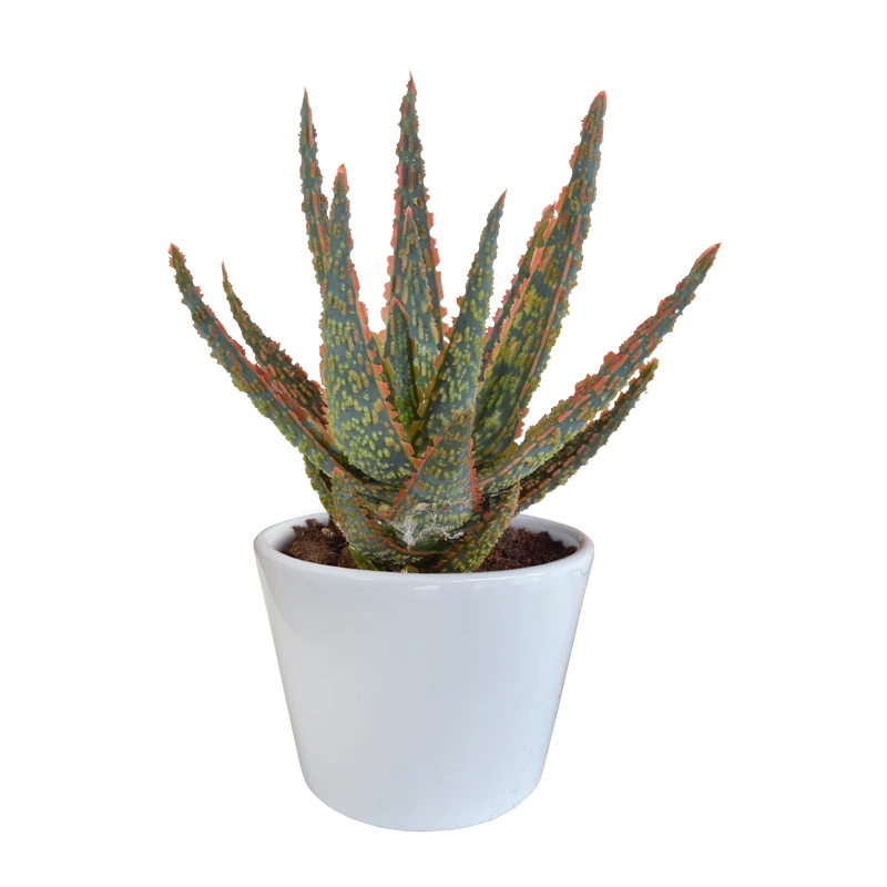 Aloë zebrina Dannyz
