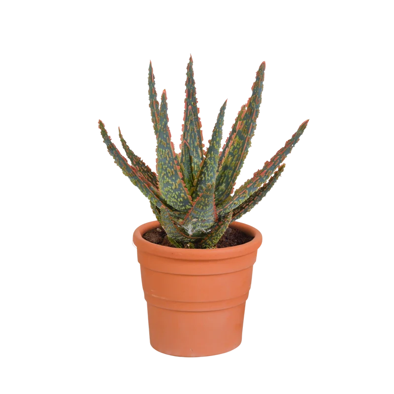 Aloë zebrina Dannyz