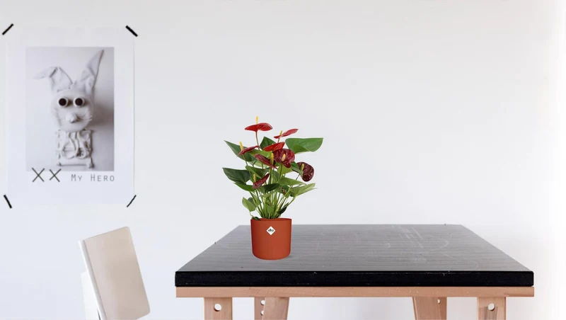 Anthurium Calon In Transparant Sleeve