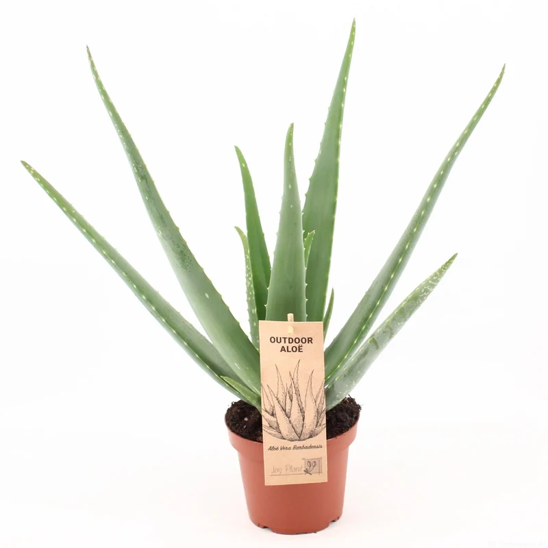 Aloe Vera P14
