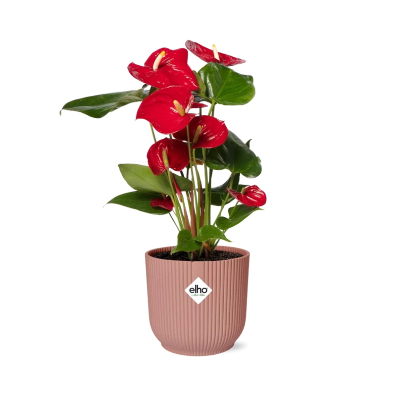 Anthurium Red 12cm in ELHO Vibes Fold 14cm roze