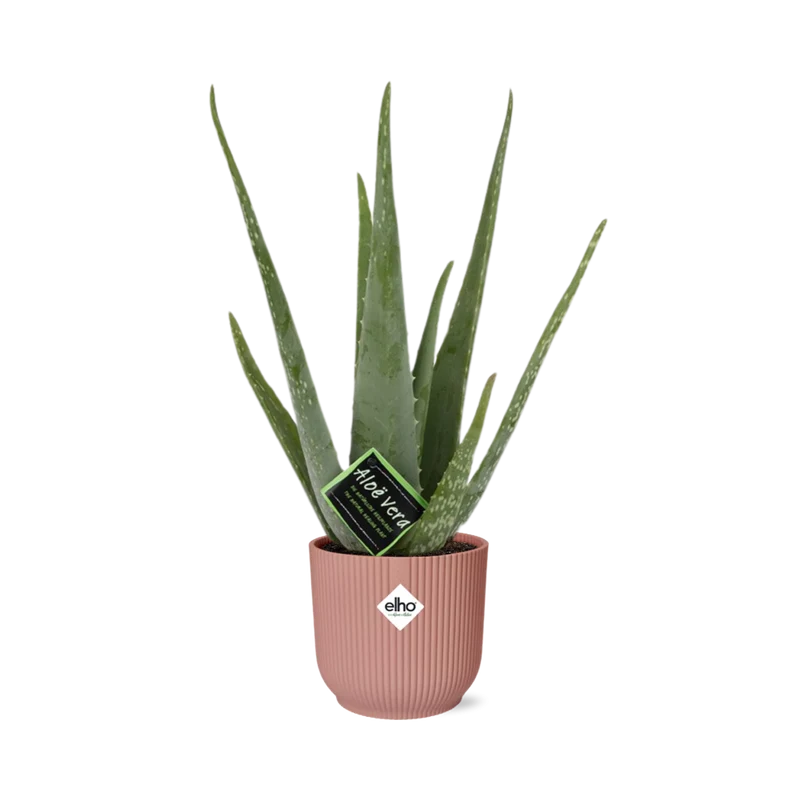 Aloe Vera 12cm in ELHO Vibes Fold 14cm roze