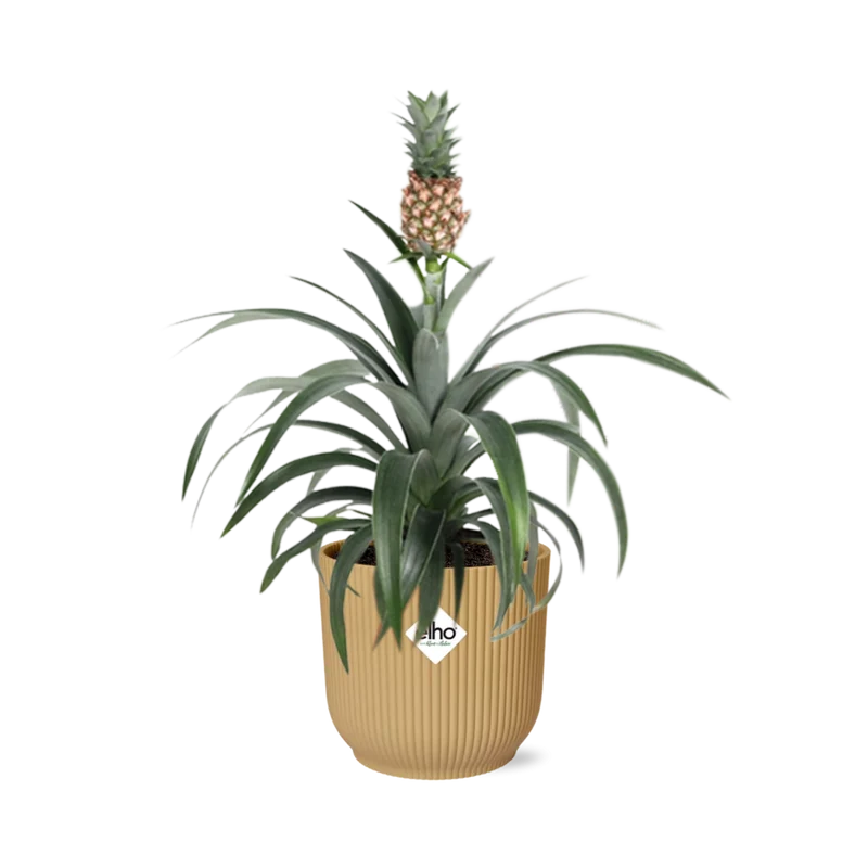 Ananas Mi Amigo in ELHO Vibes Fold 14cm geel