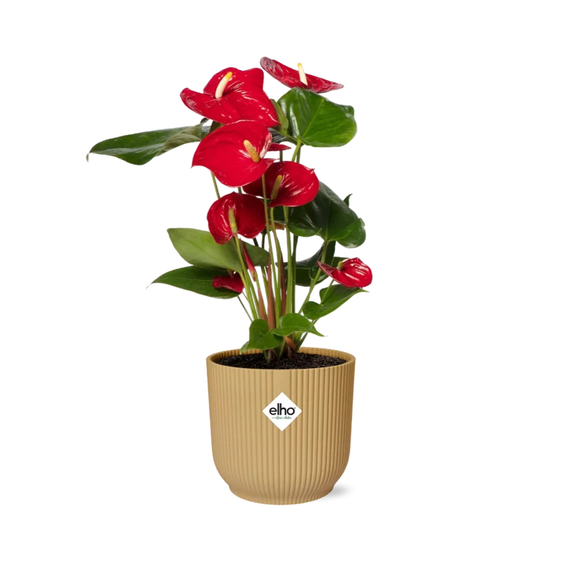 Anthurium Red 12cm in ELHO Vibes Fold 14cm geel