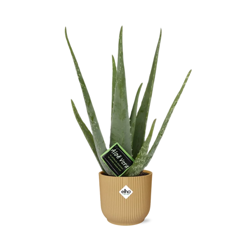 Aloe Vera 12cm in ELHO Vibes Fold 14cm geel
