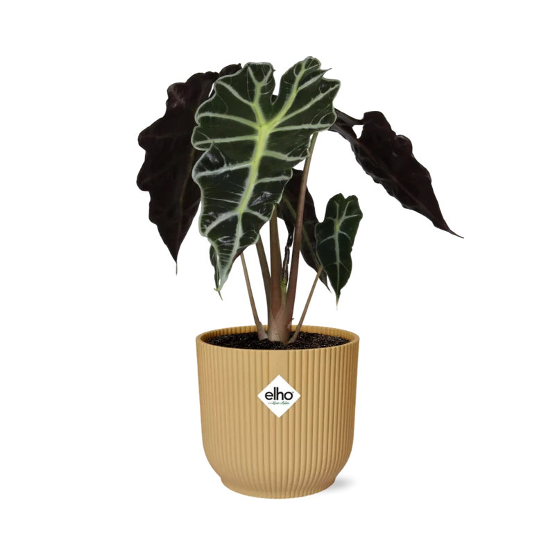 Alocasia Polly in ELHO Vibes Fold geel