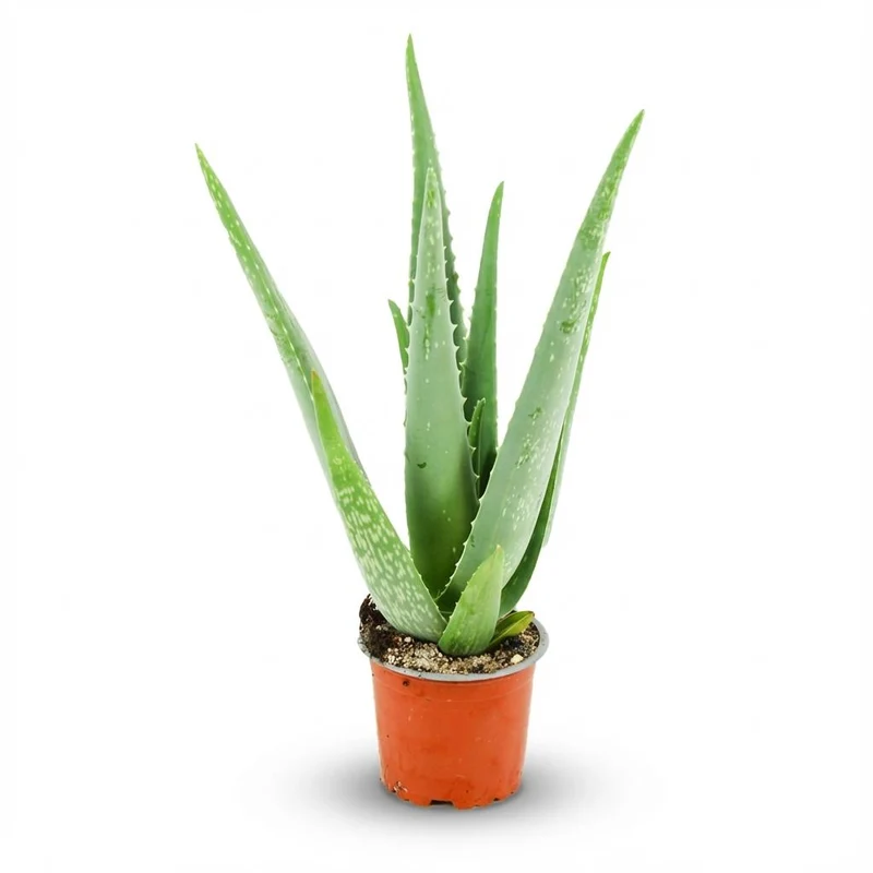 Aloë Vera