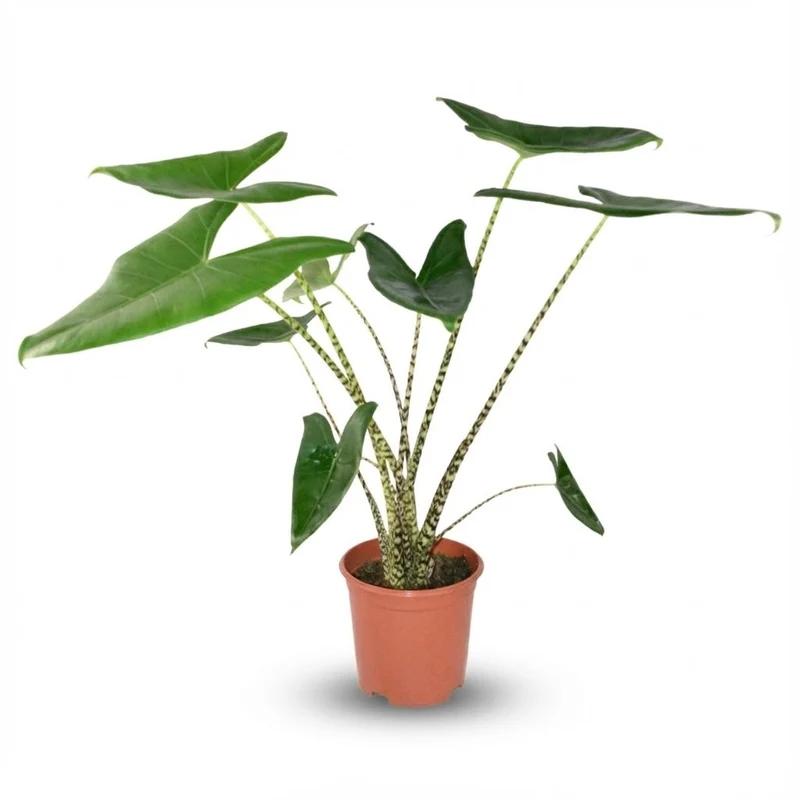 Alocasia Zebrina