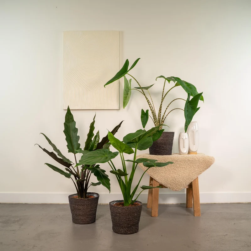 Alocasia Zebrina