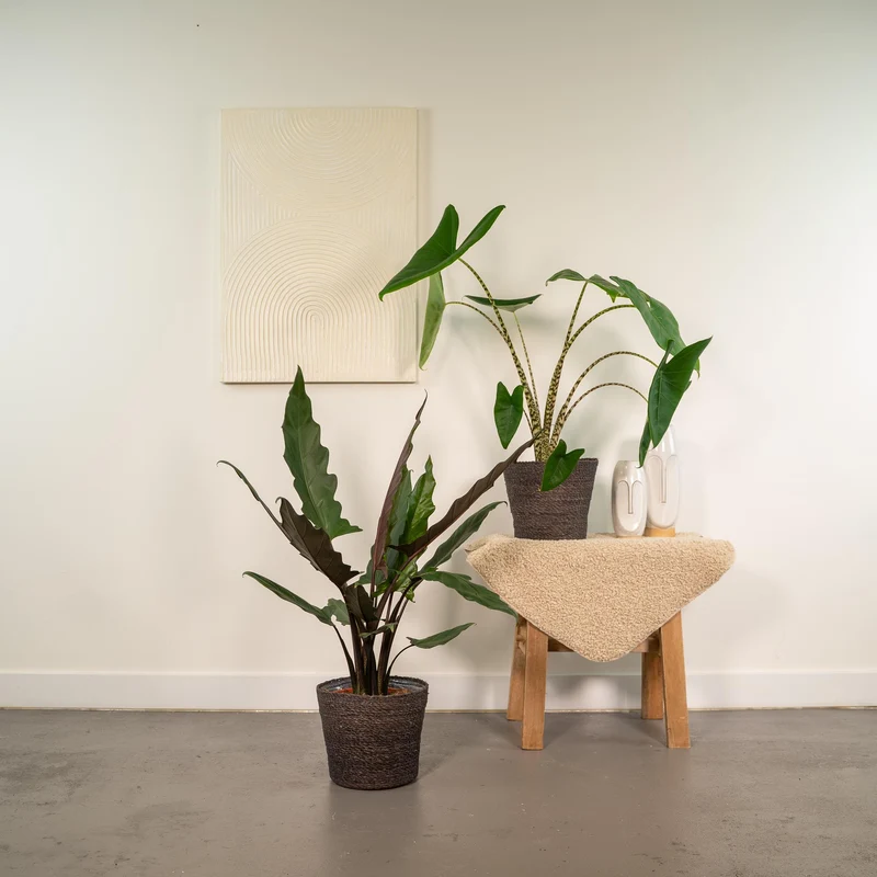 Alocasia Zebrina