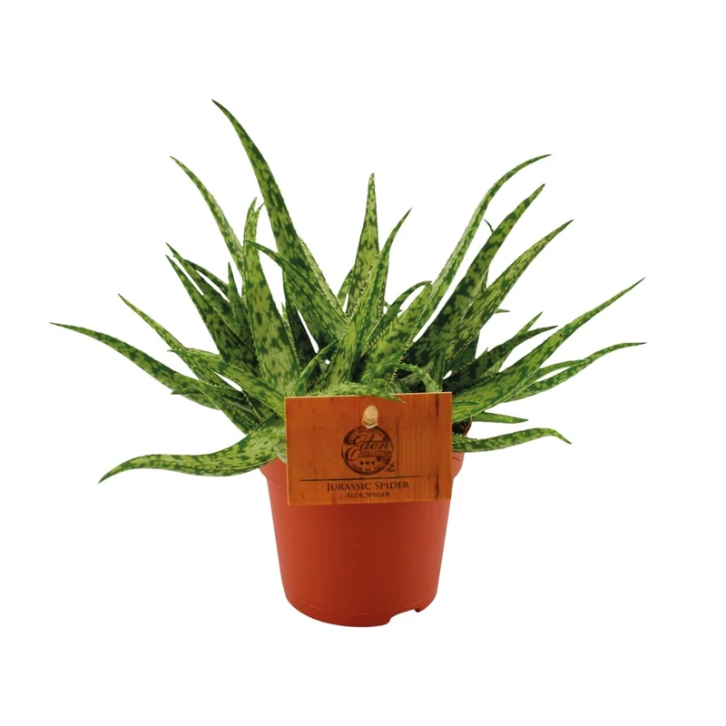 Aloe Spider