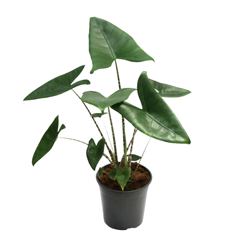 Alocasia Zebrina