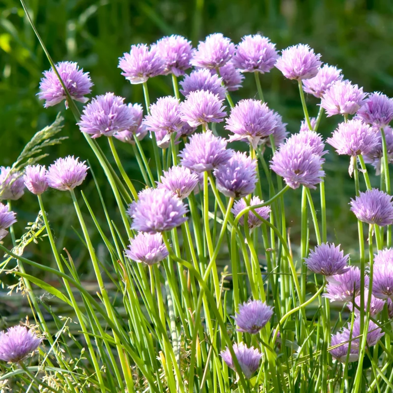 Allium carolinianum 15 stuks