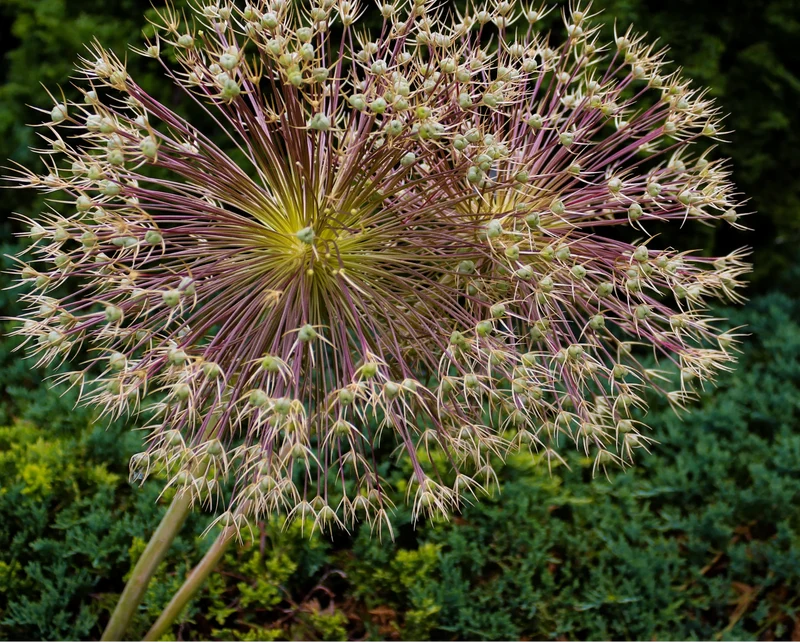 allium schubertii 5 stuks