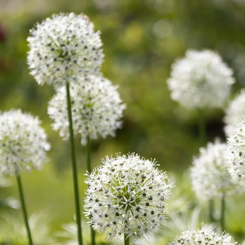 Allium White Giant 5 stuks