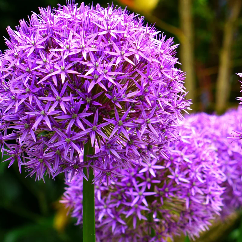 Allium Globemaster 5 stuks