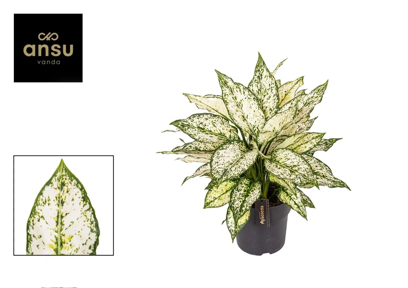 Aglaonema White Kiwi