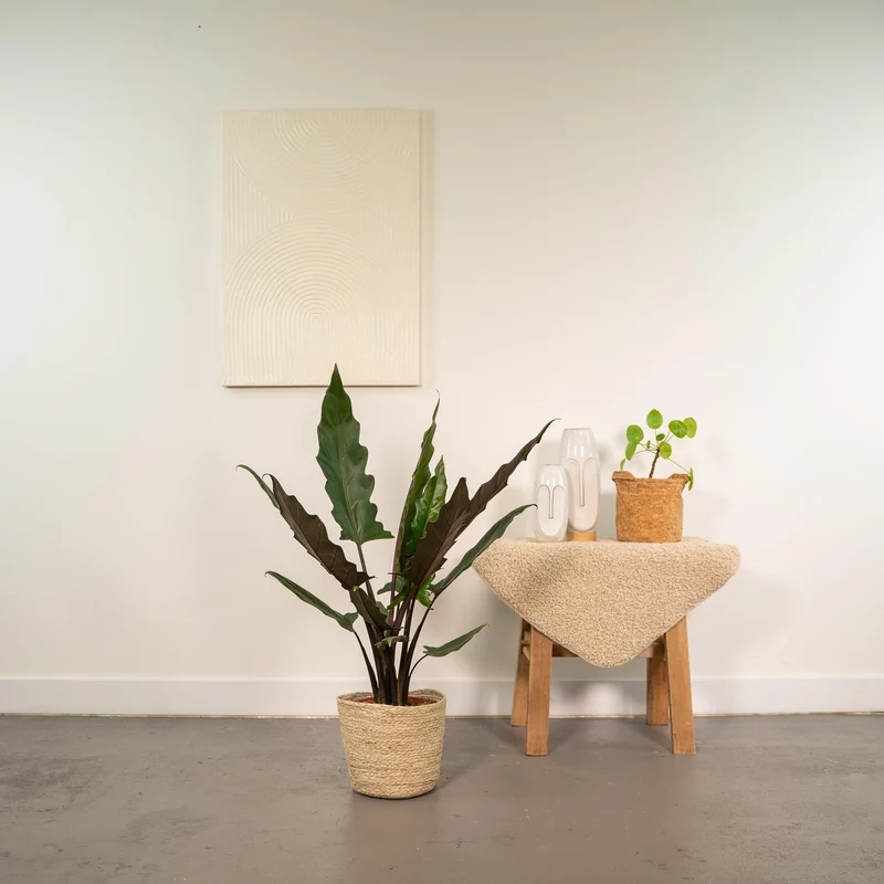 Alocasia Lauterbachiana