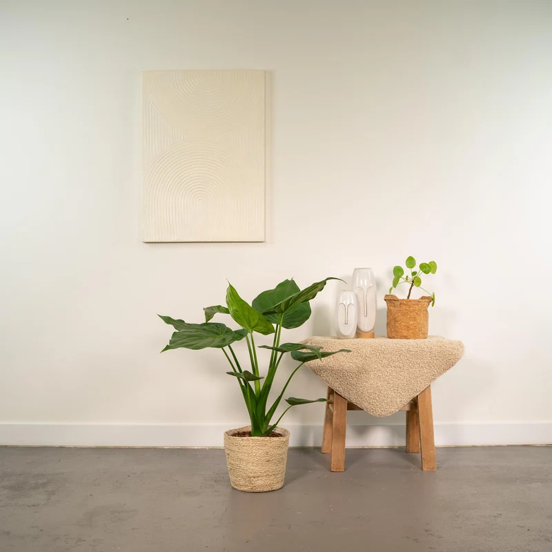 Alocasia Cucullata