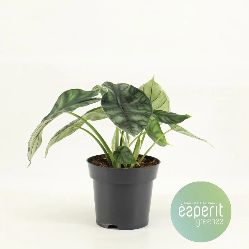 Alocasia Dragon Scale