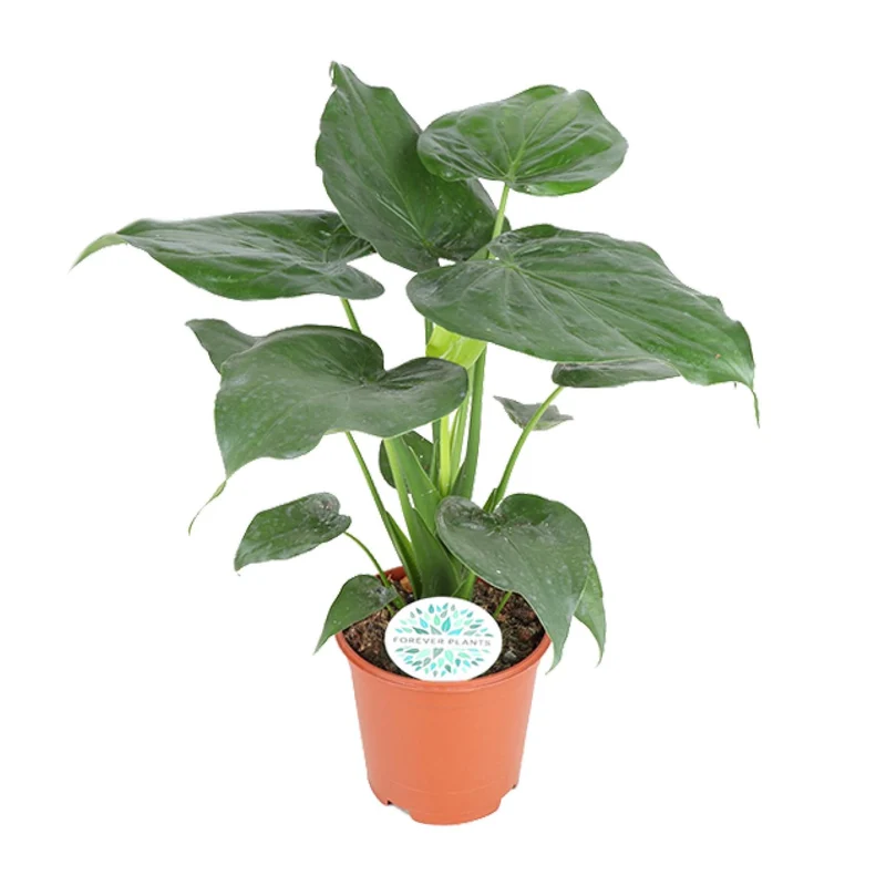 Alocasia Cucullata