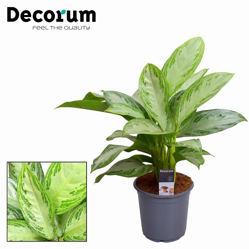 Aglaonema Silver Bay