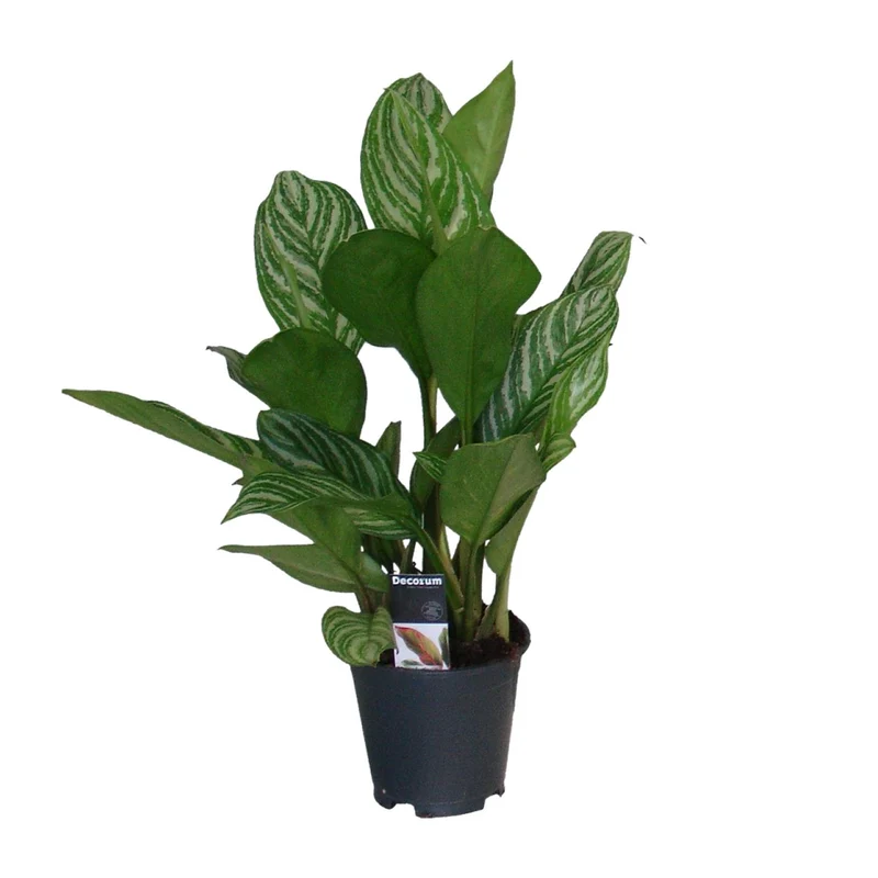 Aglaonema Stripes