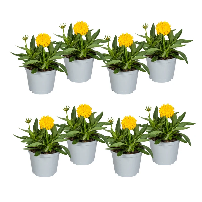 8x Coreopsis Grandiflora