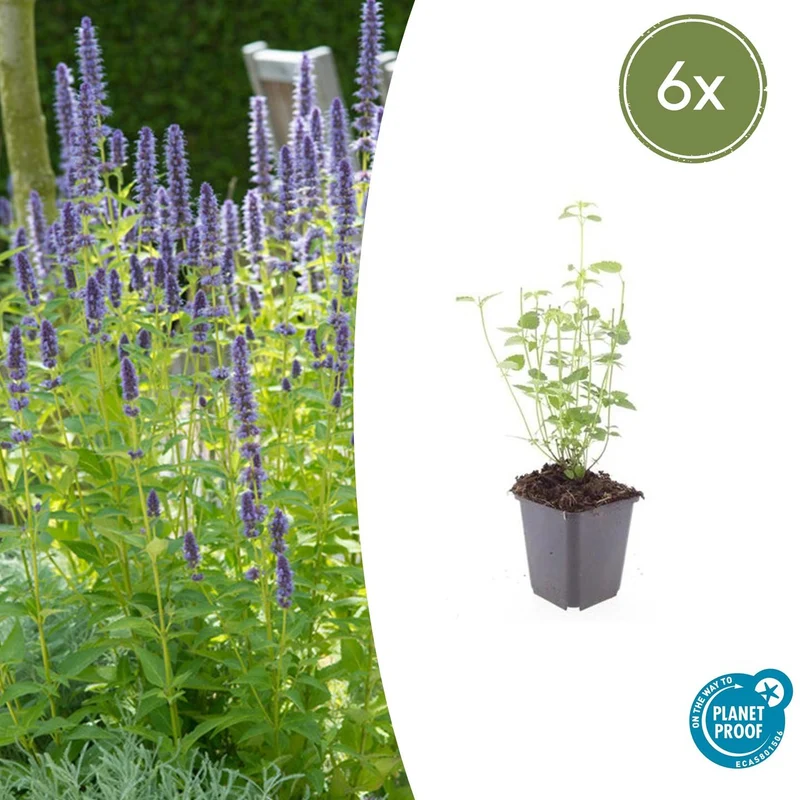 6x Agastache 'Black Adder'