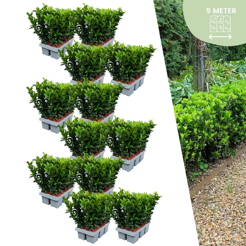 72x Euonymus 'Green Spire'